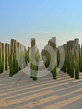 Rows of wooden poles for the cultivation of bouchot mussels on the beach of Wissant photo