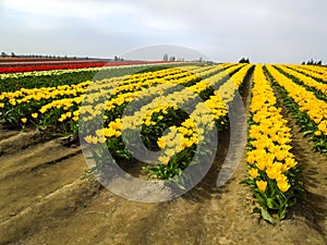 Rows of Yellow Daffodil Tulips Farm