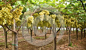 Rows of Yellow Grape  Italian Vineyard â€“ on Mount Etna, Sicily