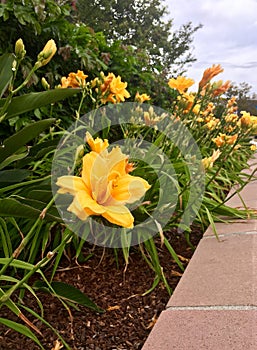 Rows of Yellow Lillies