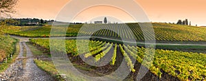 Rows of yellow vineyards at sunset in Chianti region near Florence during the colored autumn season. Tuscany.