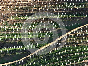 Rows of young avacado plants on terraced hillside. Persea Americana.