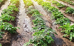 Rows of young bushes potato varieties Riviera plantation after watering irrigation. Agroindustry agribusiness. Growing food