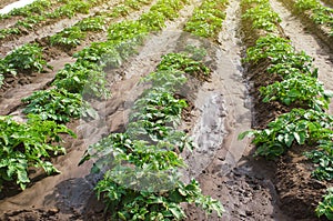 Rows of young bushes potato varieties Riviera plantation after watering irrigation. Care cultivation of farm field. Agroindustry