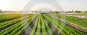 Rows of young carrots grow in the field. Organic vegetables. Agriculture. Farm. Selective focus