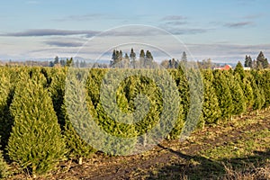 Rows of young Christmas trees in a nursery