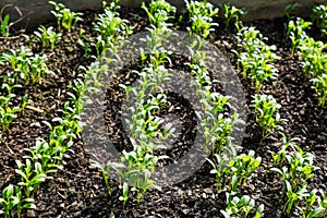 Rows of young cilantro coriander seedlings growing in mulch in g