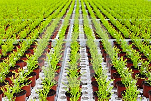 Rows of young conifers growing inside a greenhouse