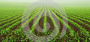 Rows of young corn plants photo