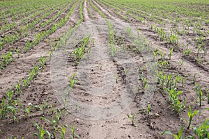 Rows of young corn plants