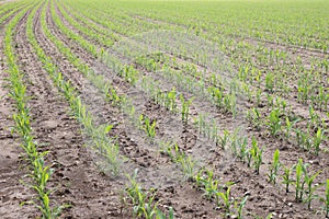 Rows of young corn plants