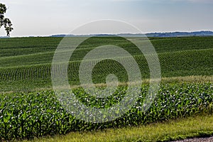 Rows of young corn plants in a large corn farm in Omaha Nebraska