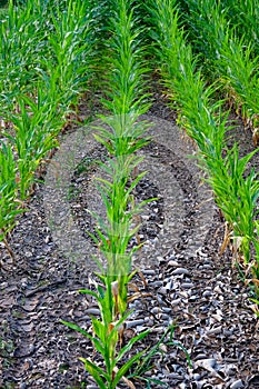 Rows of young corn plants with vibrant green leaves, surrounded by rocky, dry soil