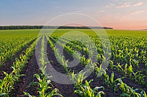 Rows of young corn shoots on a cornfield