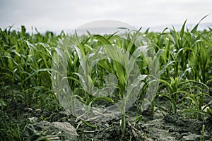 Rows of young corn shoots on a cornfield