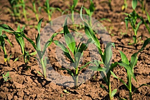 Rows of young, freshly germinated corn plants