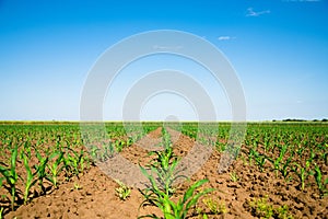 Rows of young, freshly germinated corn plants