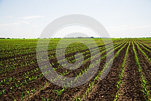 Rows of young, freshly germinated corn plants