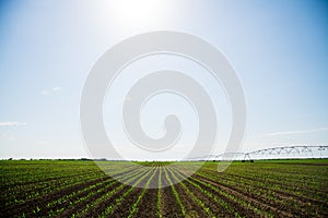 Rows of young, freshly germinated corn plants