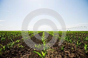 Rows of young, freshly germinated corn plants