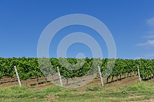 Rows of young grape vines.