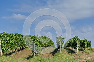 Rows of young grape vines.