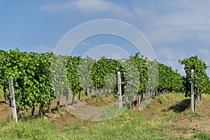 Rows of young grape vines.