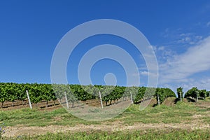 Rows of young grape vines.