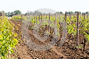 Rows of young grape vines growing. Grapes Vines being Planted. v