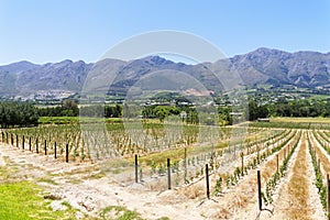 Rows of young grapevines starting to grow on a vineyard near Franschhoek