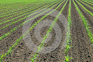 Rows of young green corn plants. Corn seedling on the field.