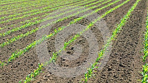 Rows of young green corn plants. Corn seedling on the field.