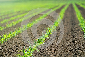 Rows of young green corn plants. Corn seedling on the field.