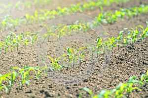 Rows of young green corn plants. Corn seedling on the field.