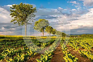 Rows of young green plants on a fertile field with dark soil in warm sunshine under dramatic sky