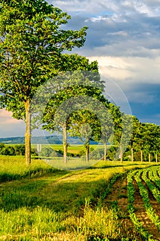 Rows of young green plants on a fertile field with dark soil in warm sunshine under dramatic sky