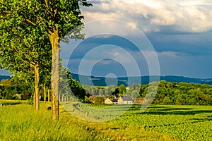 Rows of young green plants on a fertile field with dark soil in warm sunshine under dramatic sky