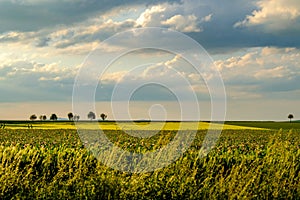 Rows of young green plants on a fertile field with dark soil in warm sunshine under dramatic sky