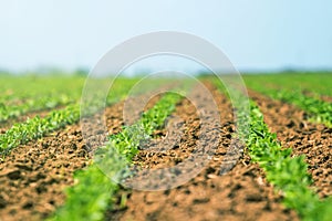 Rows of young green soybeans. Agricultural soy plantation.