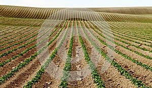 Rows of young Idaho potato plants