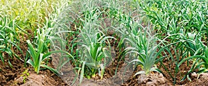 Rows of young leek on a farm on a sunny day. Growing organic vegetables. Eco-friendly products. Agriculture and farming.