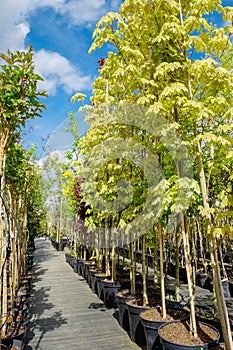 Rows of young maple trees in plastic pots.