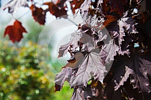 Rows of young maple trees in plastic pots on plant nursery