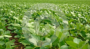 Rows of young organic green soybeans