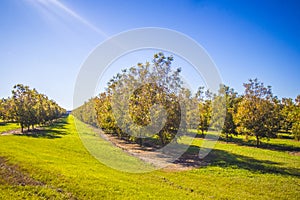 Rows of young pecan trees and sun beams in the south