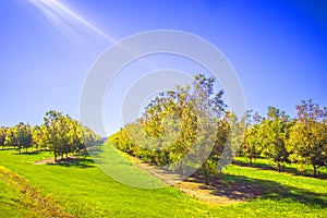 Rows of young pecan trees and sun beams in the south saturated colors