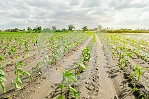 Rows of young pepper grow in the field. Growing organic bio vegetables on the farm. Agriculture and farming. Seedlings.