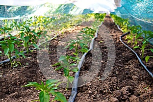 Rows of young pepper plants and drip irrigation in the garden