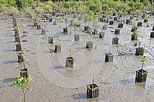 Rows of young plantation field at mangrove forest