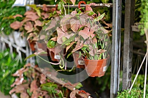 Rows of young plants of syngonium red heart penjar are located in hanging pots on showcase photo